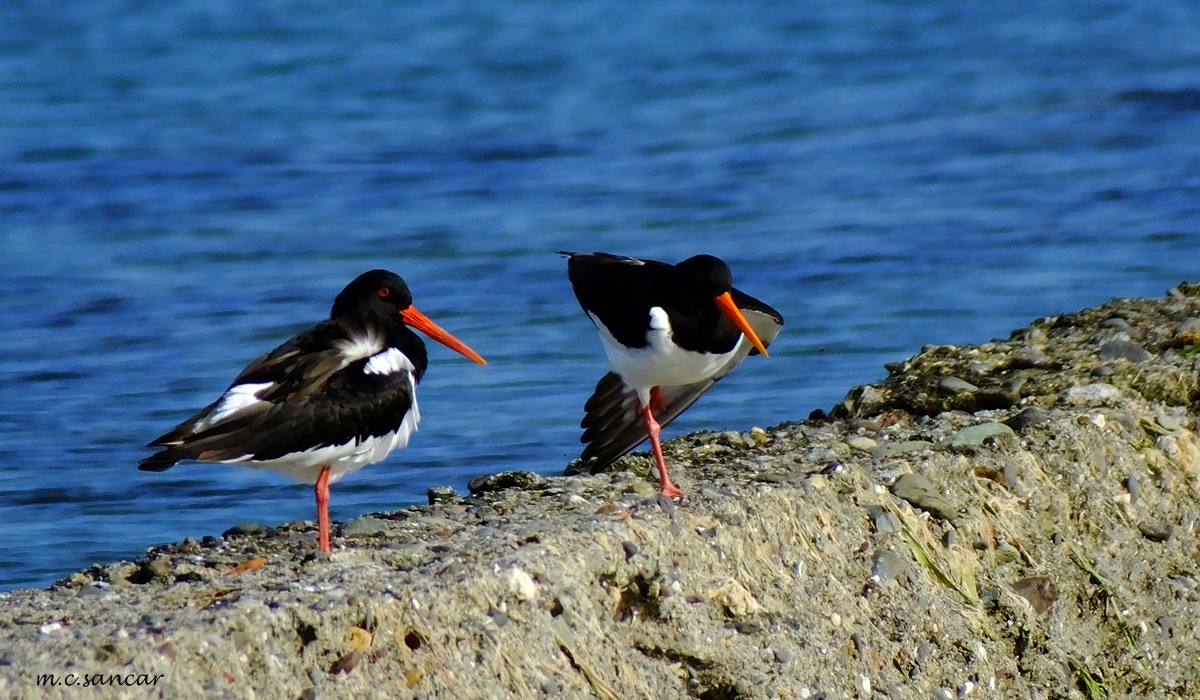 Eurasian Oystercatcher