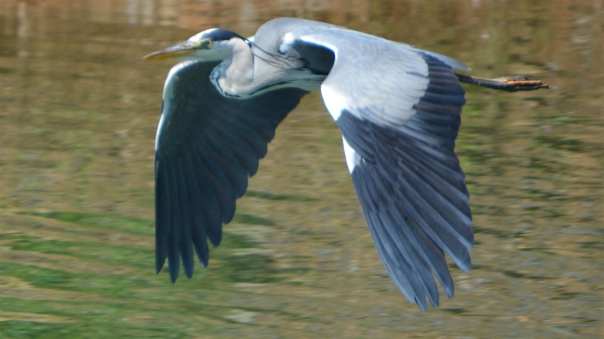 Grey Heron