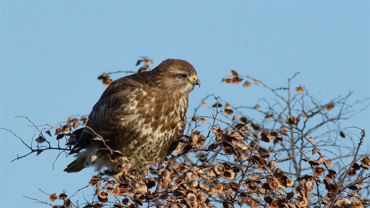 Common Buzzard