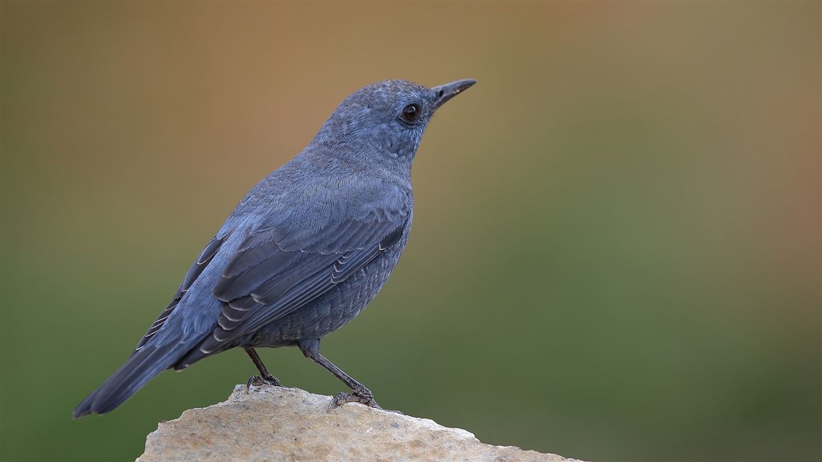 Blue Rock Thrush