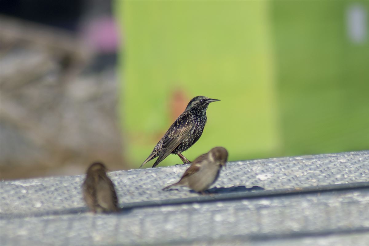 Common Starling