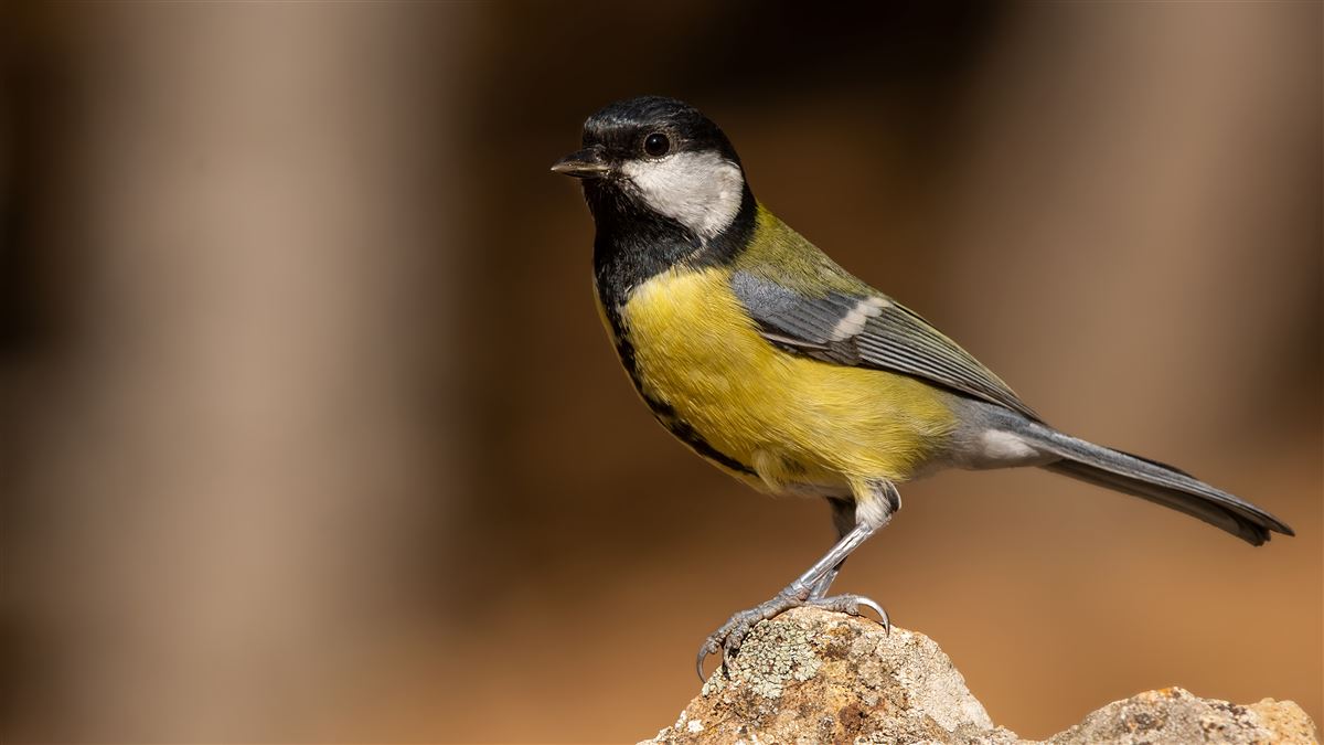 Great Tit
