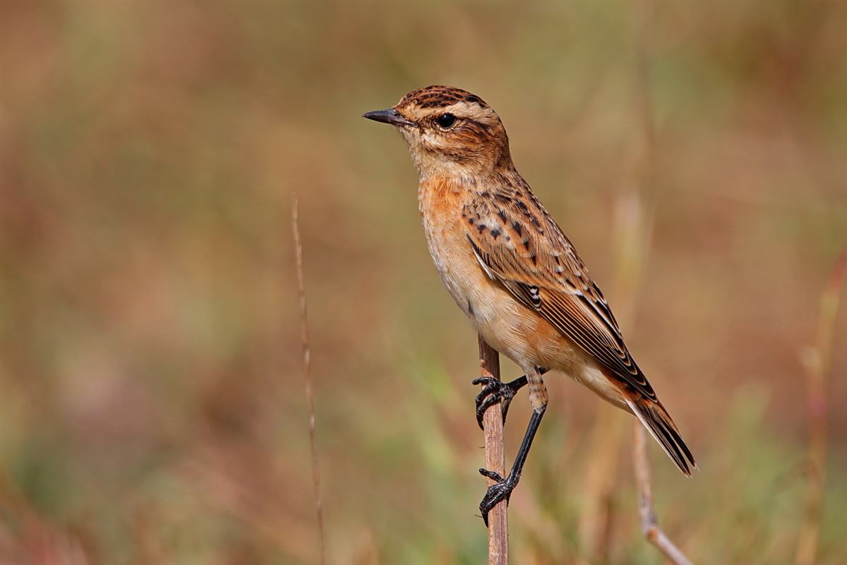 Whinchat