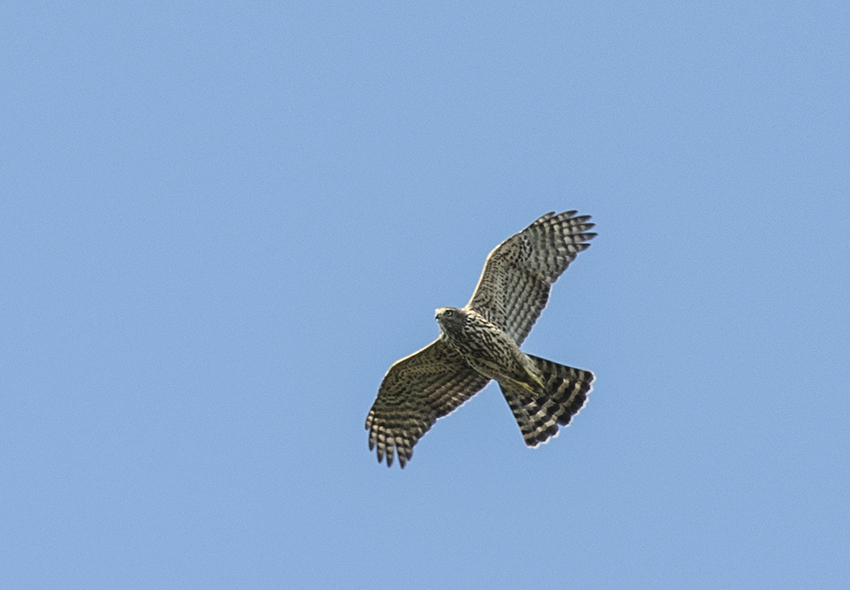 Eurasian Goshawk