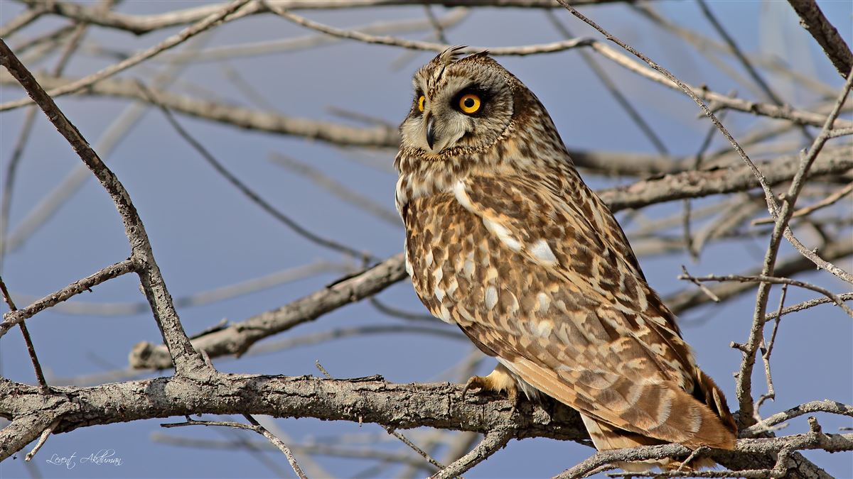 Short-eared Owl