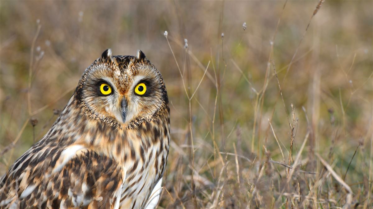 Short-eared Owl