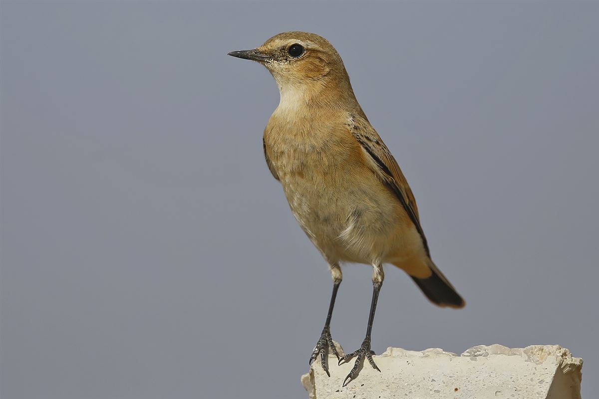 Northern Wheatear