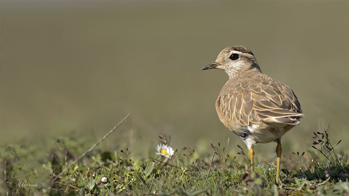 Eurasian Dotterel
