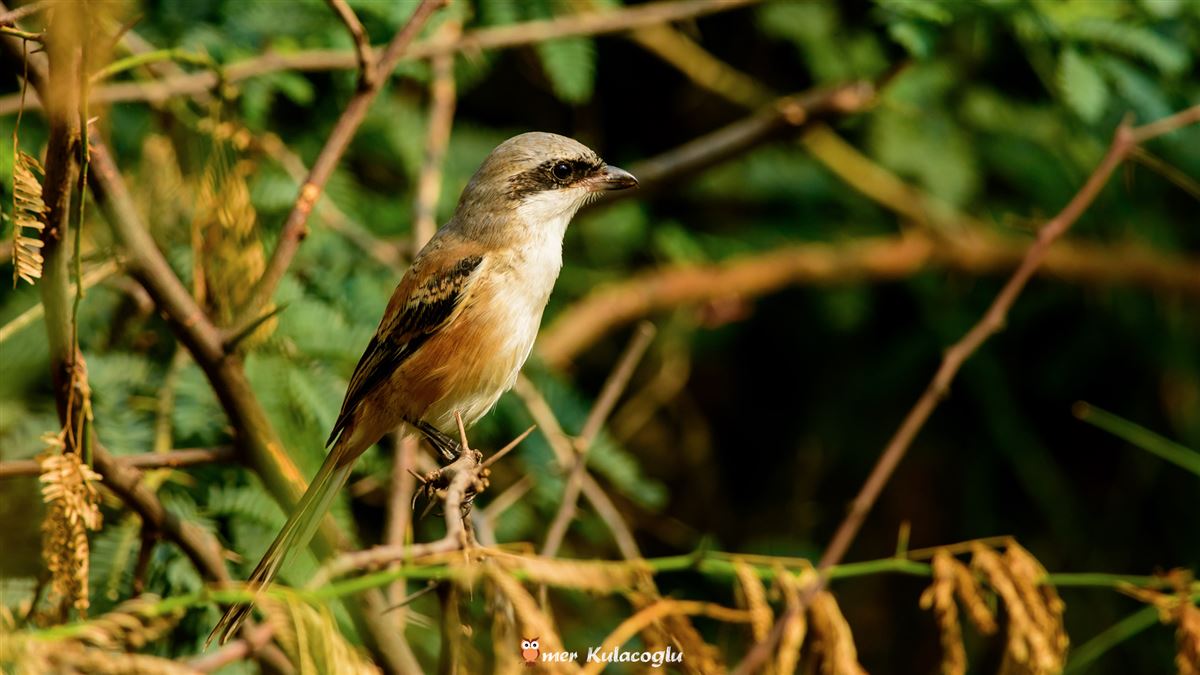 Long-tailed Shrike
