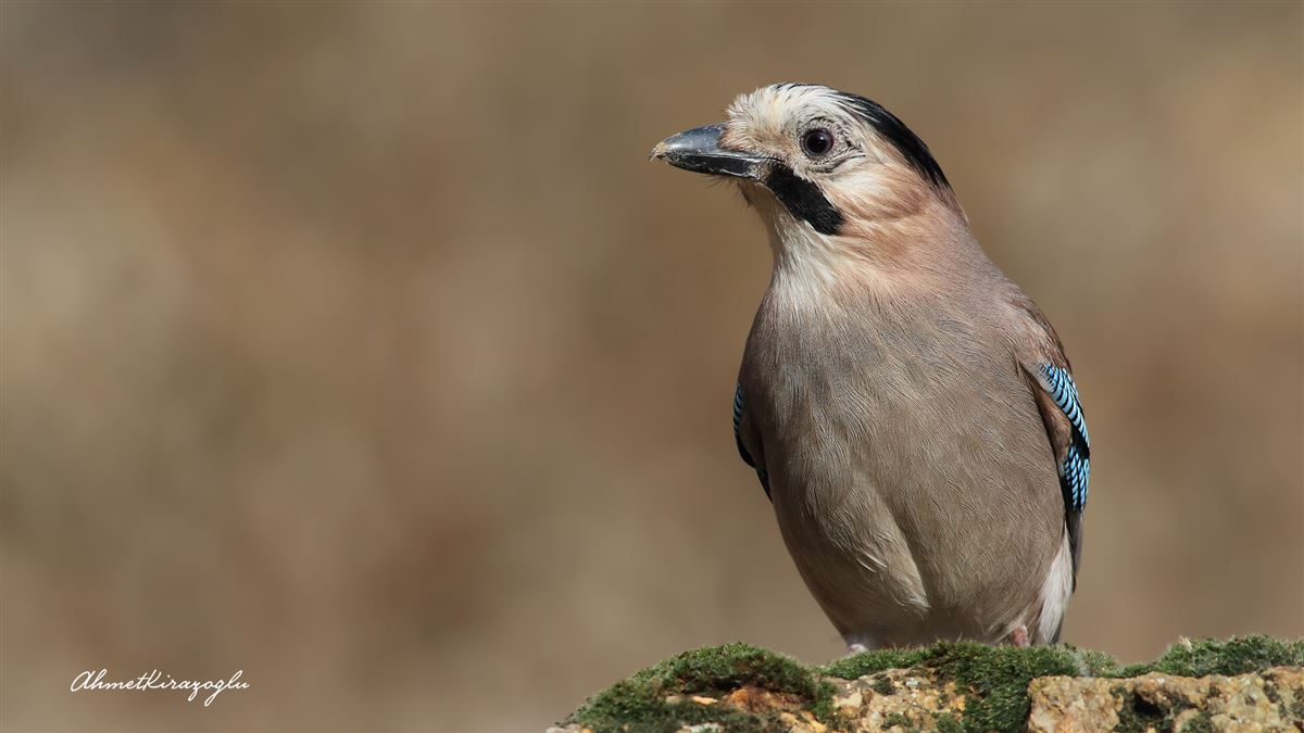 Eurasian Jay