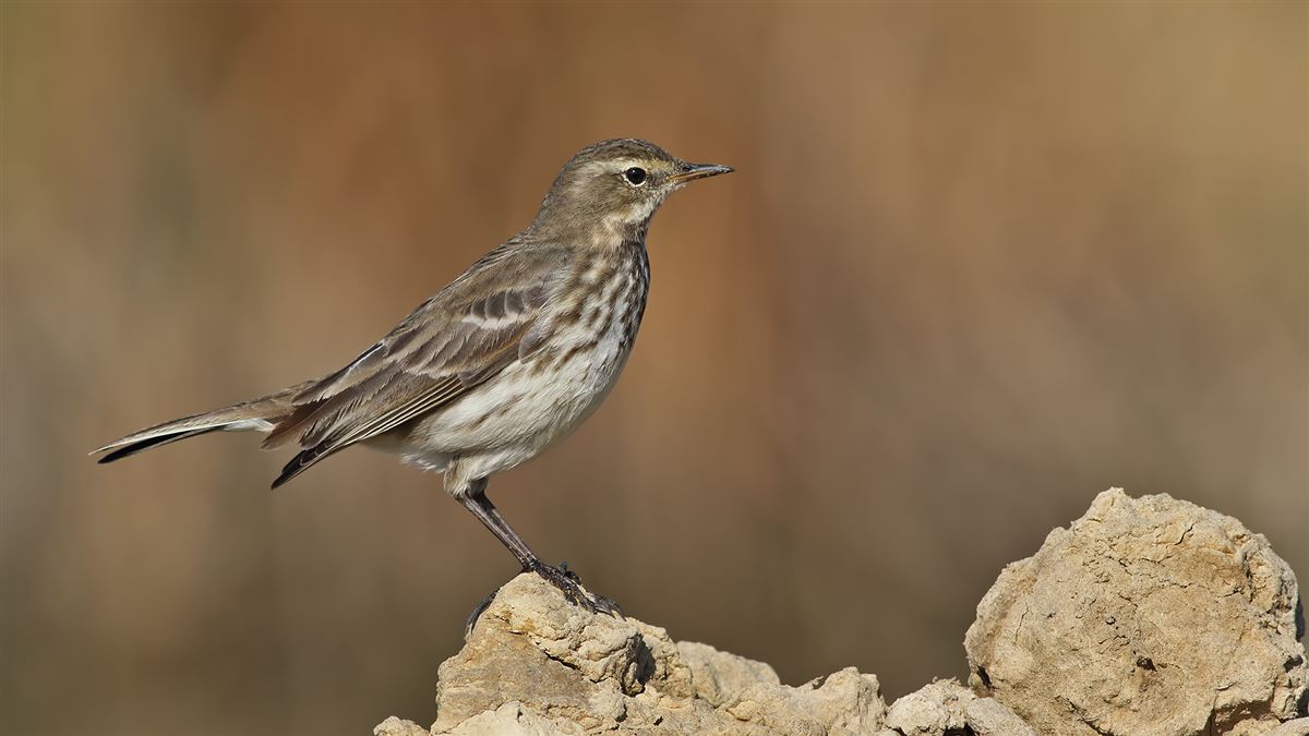 Water Pipit