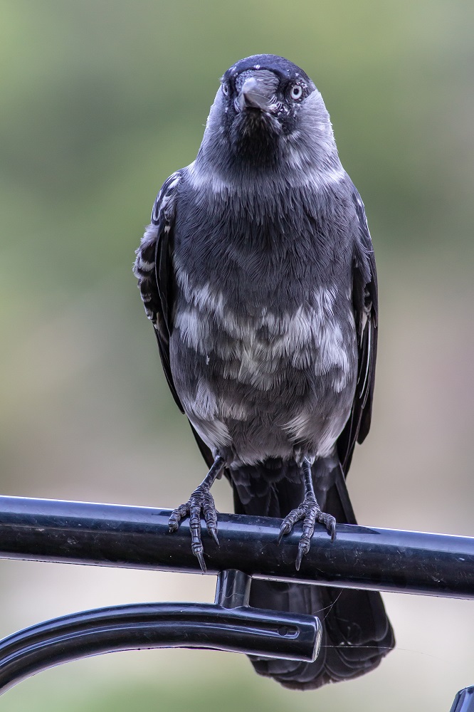 Western Jackdaw