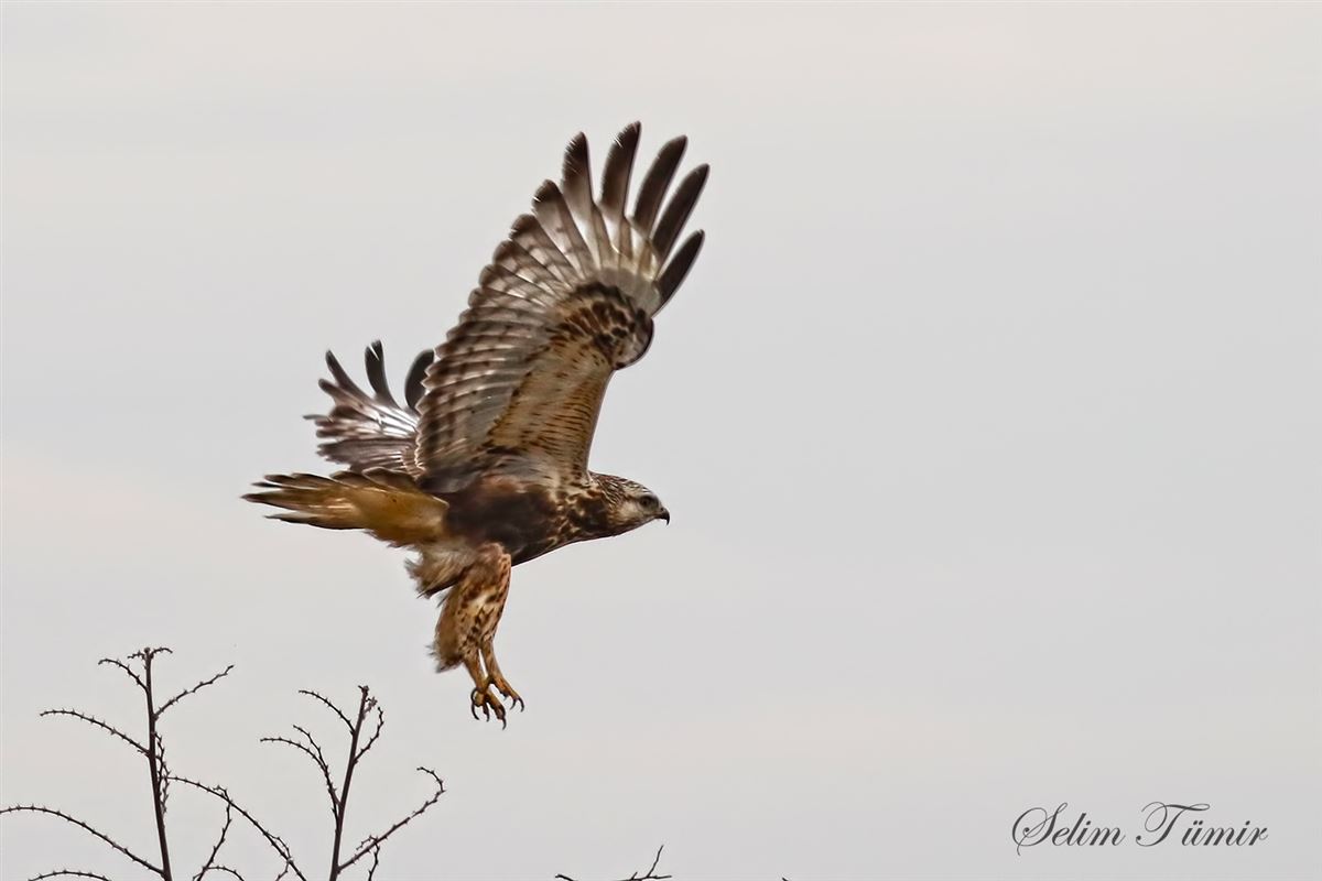 Rough-legged Buzzard