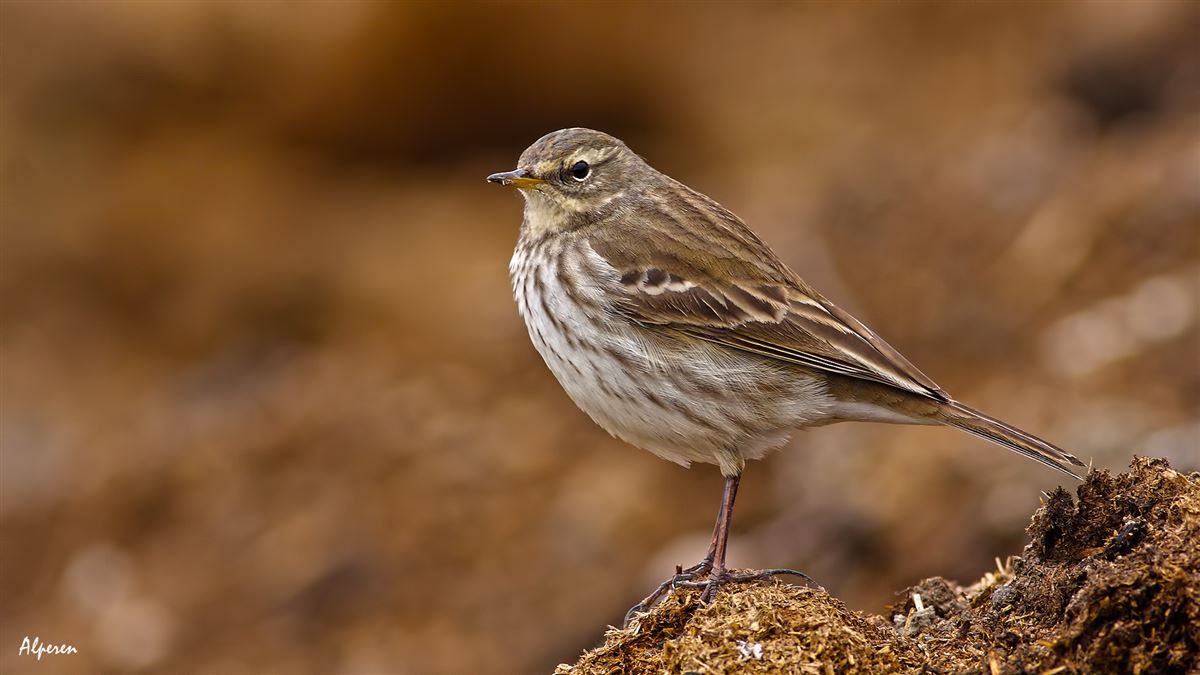 Water Pipit
