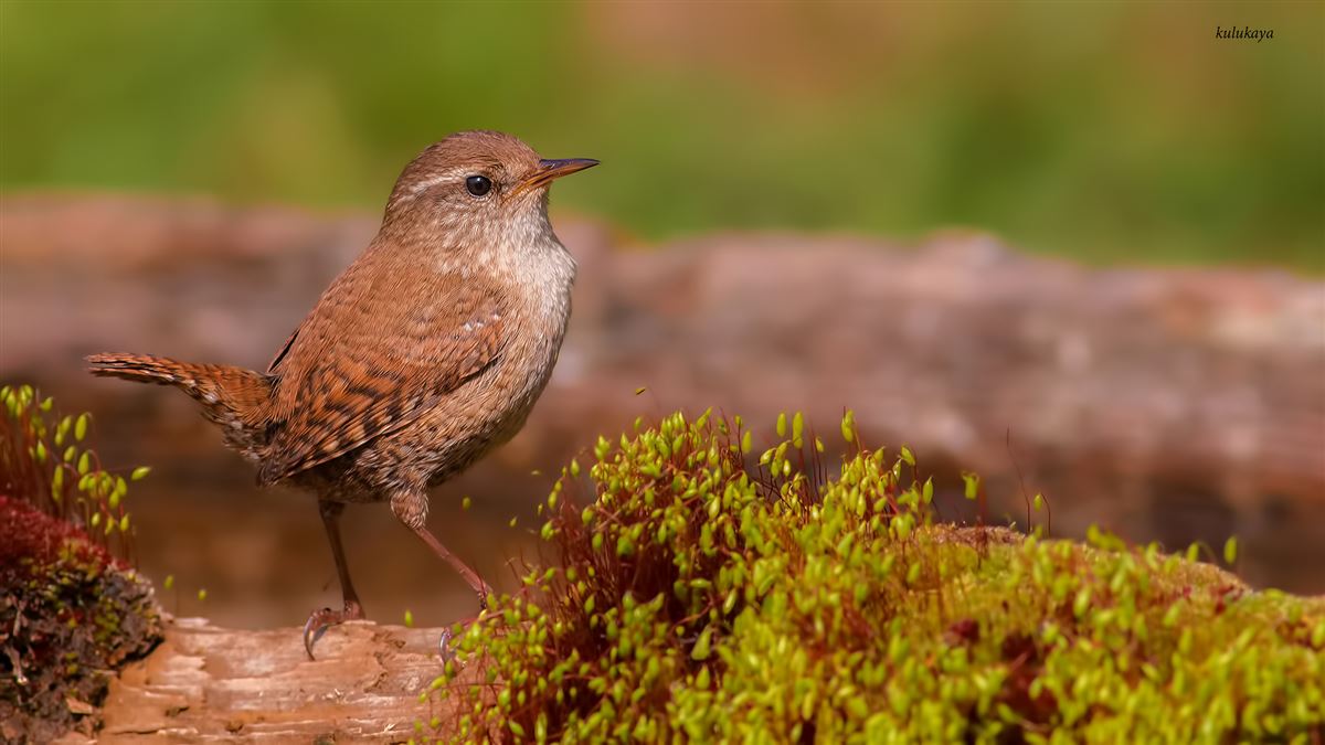 Eurasian Wren