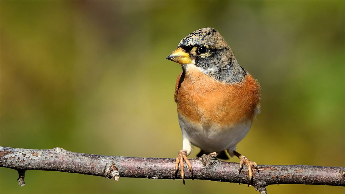 Brambling