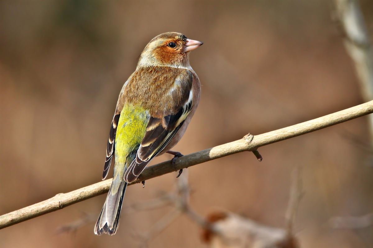 Eurasian Chaffinch