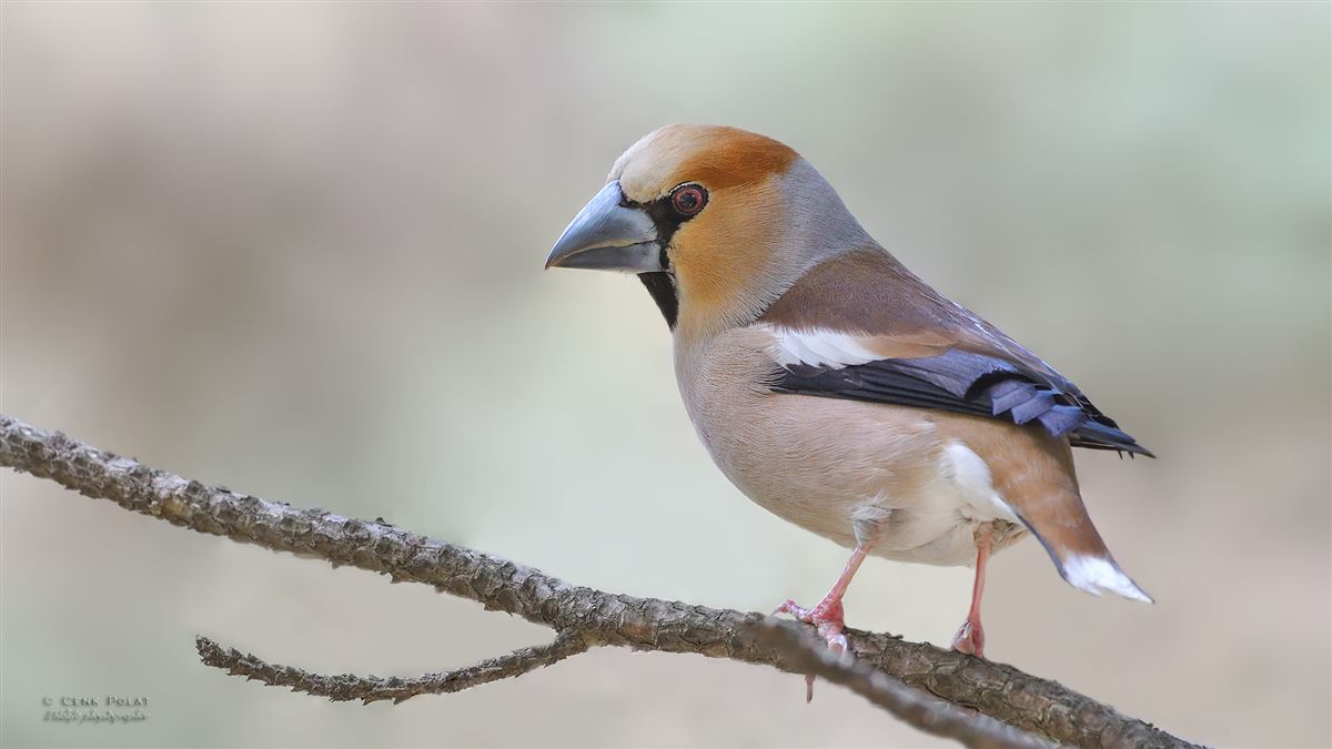 Hawfinch