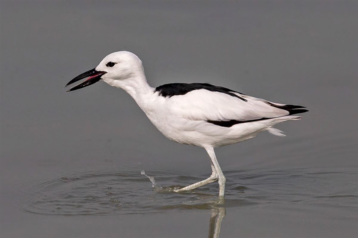 Crab-plover