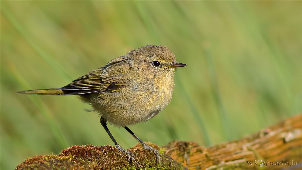 Common Chiffchaff