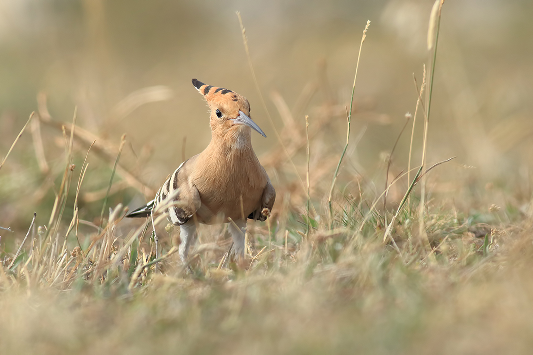 Common Hoopoe