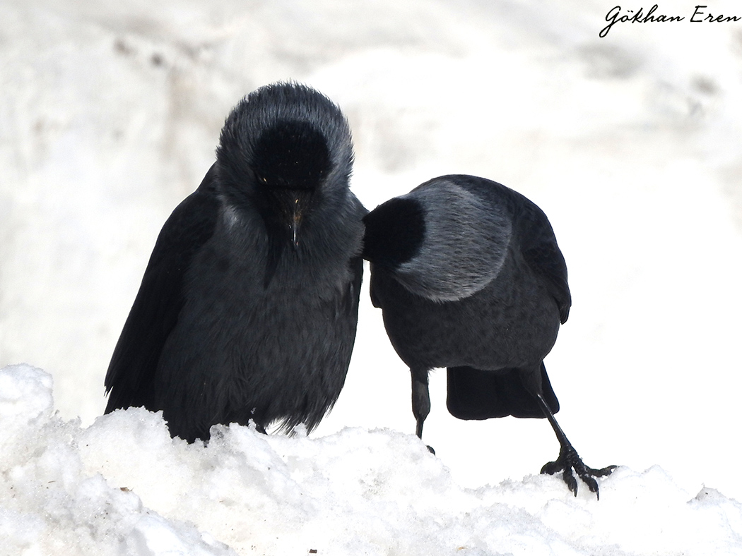 Western Jackdaw