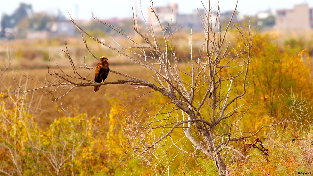 Western Marsh Harrier