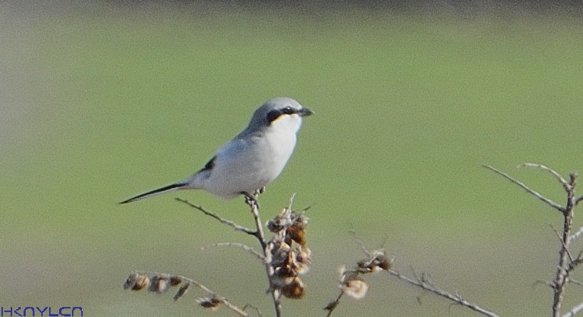 Great Grey Shrike
