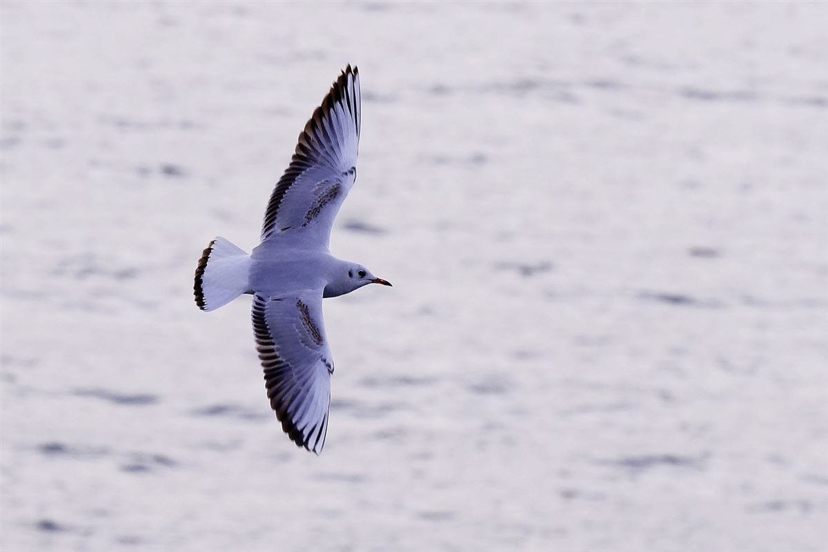 Black-headed Gull