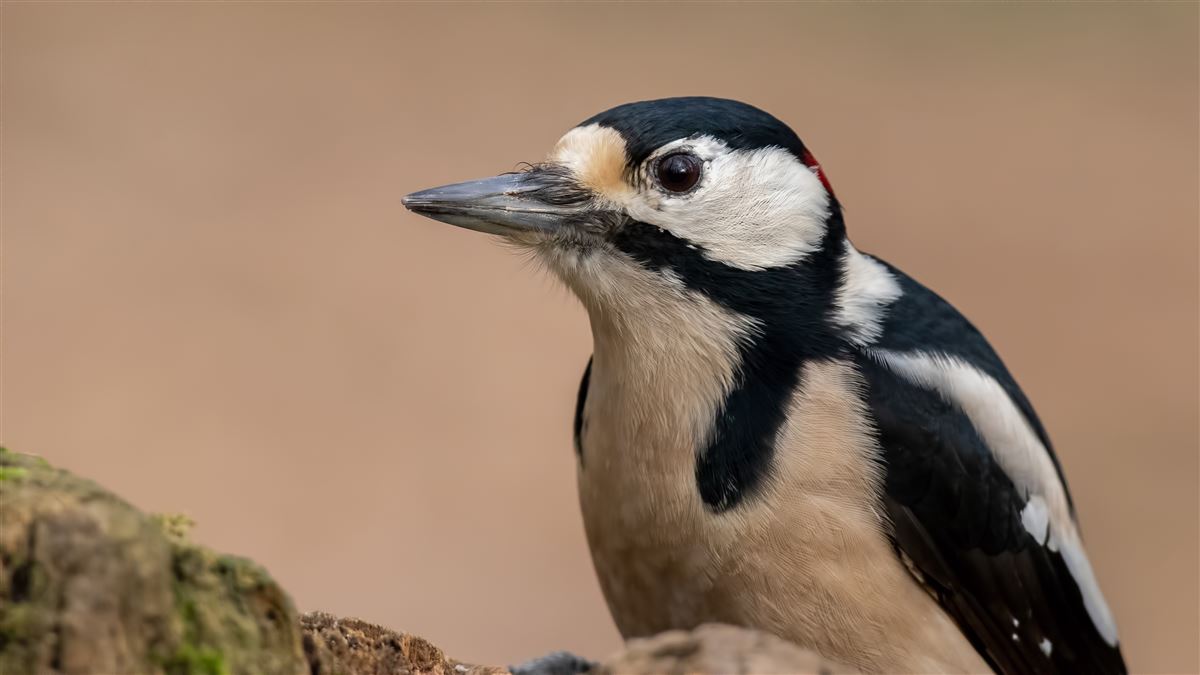 Great Spotted Woodpecker