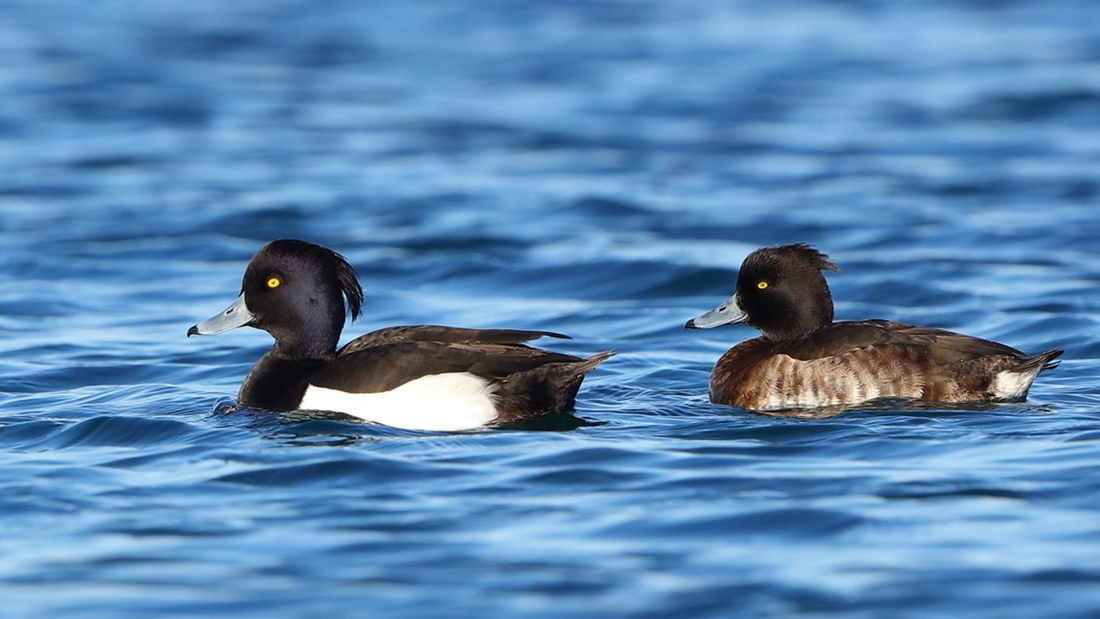 Tufted Duck