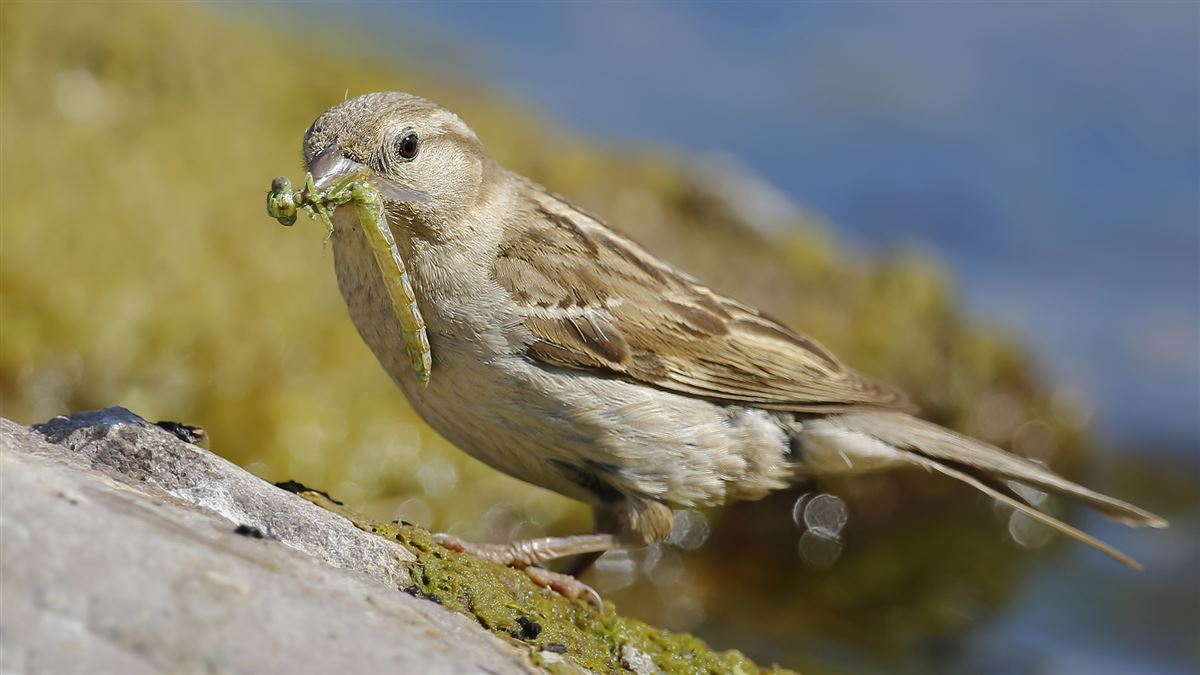 House Sparrow