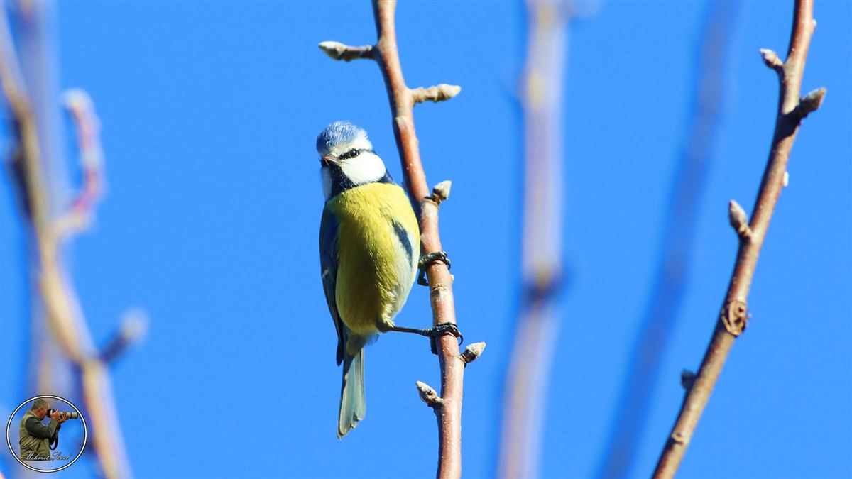 Eurasian Blue Tit