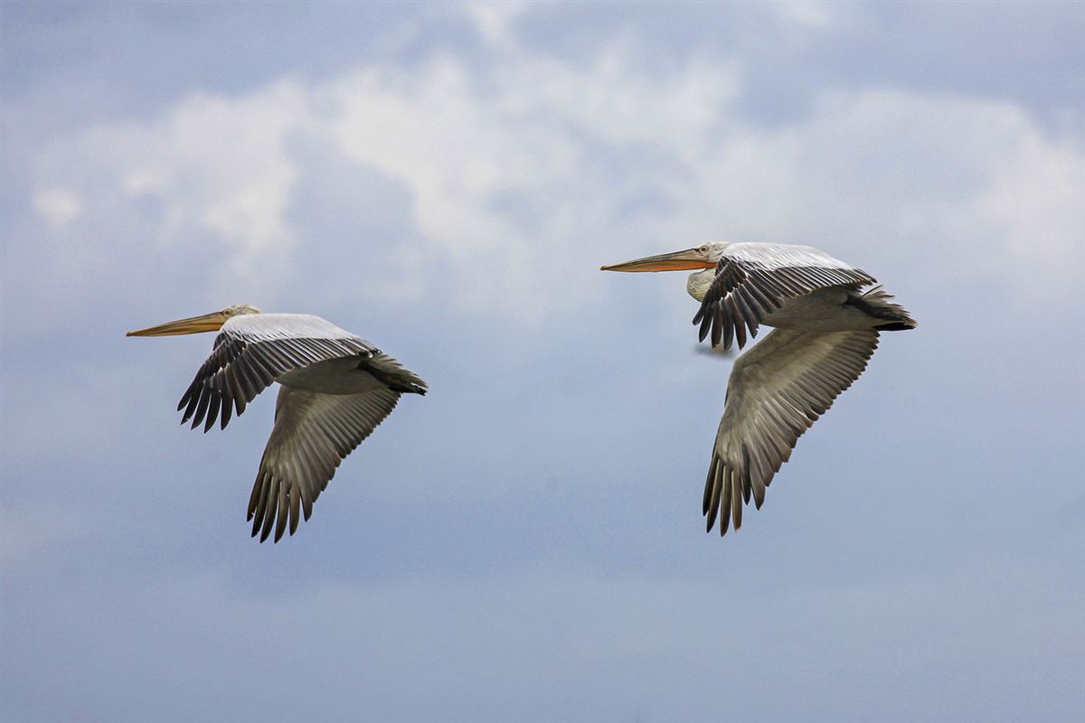 Dalmatian Pelican