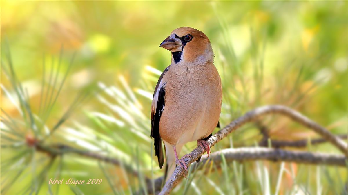 Hawfinch