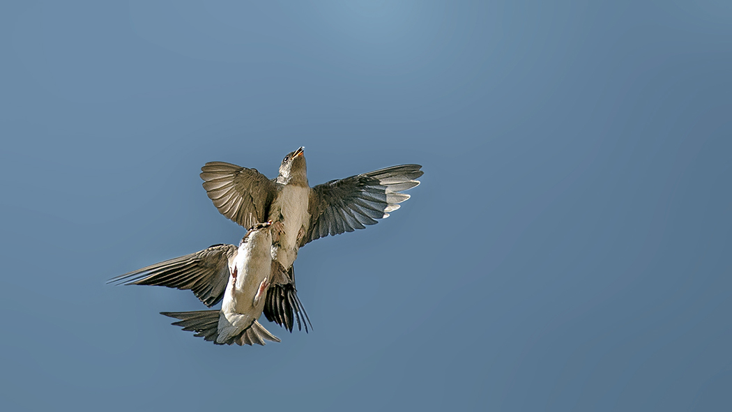 Western House Martin