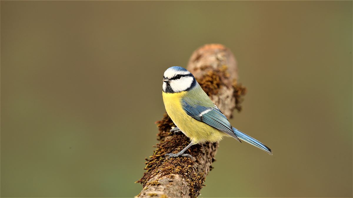 Eurasian Blue Tit