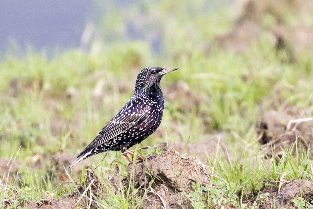 Common Starling