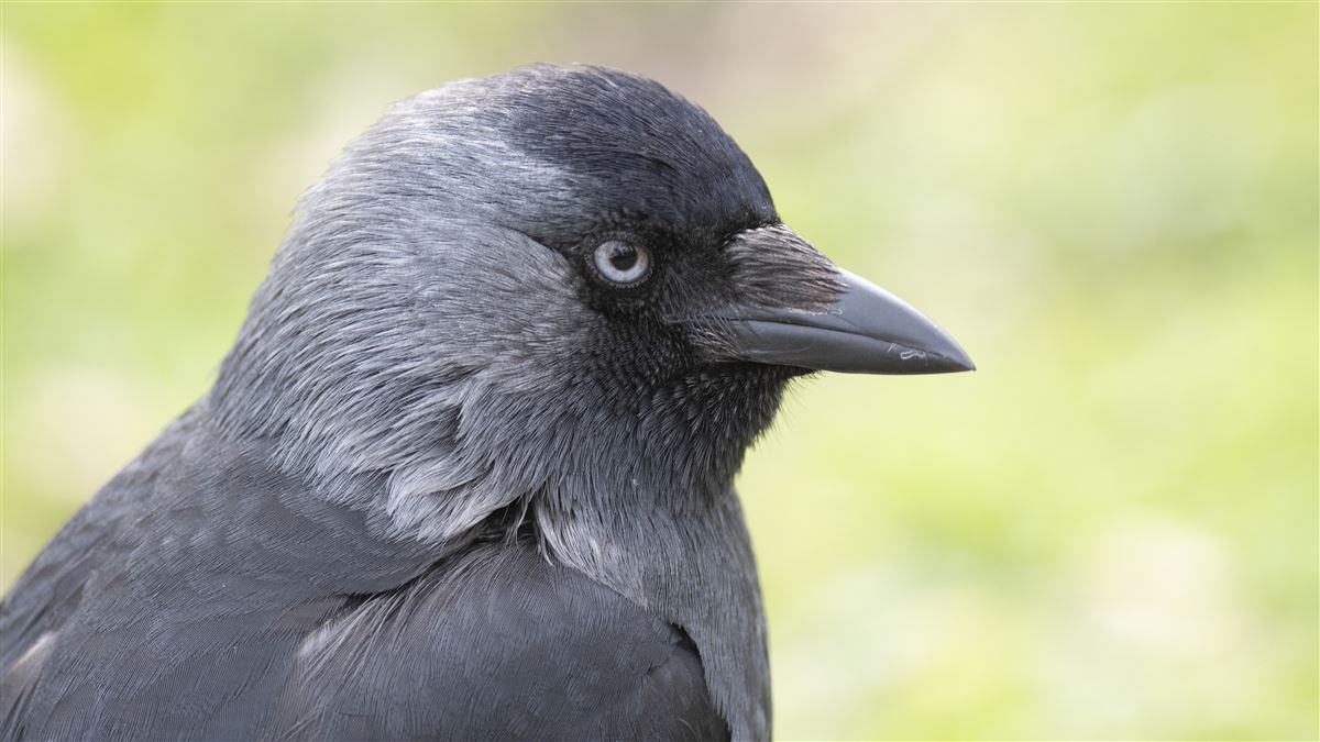 Western Jackdaw