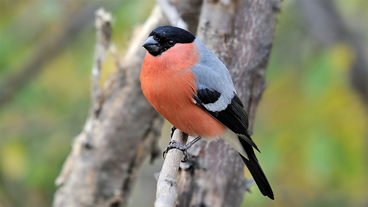 Eurasian Bullfinch