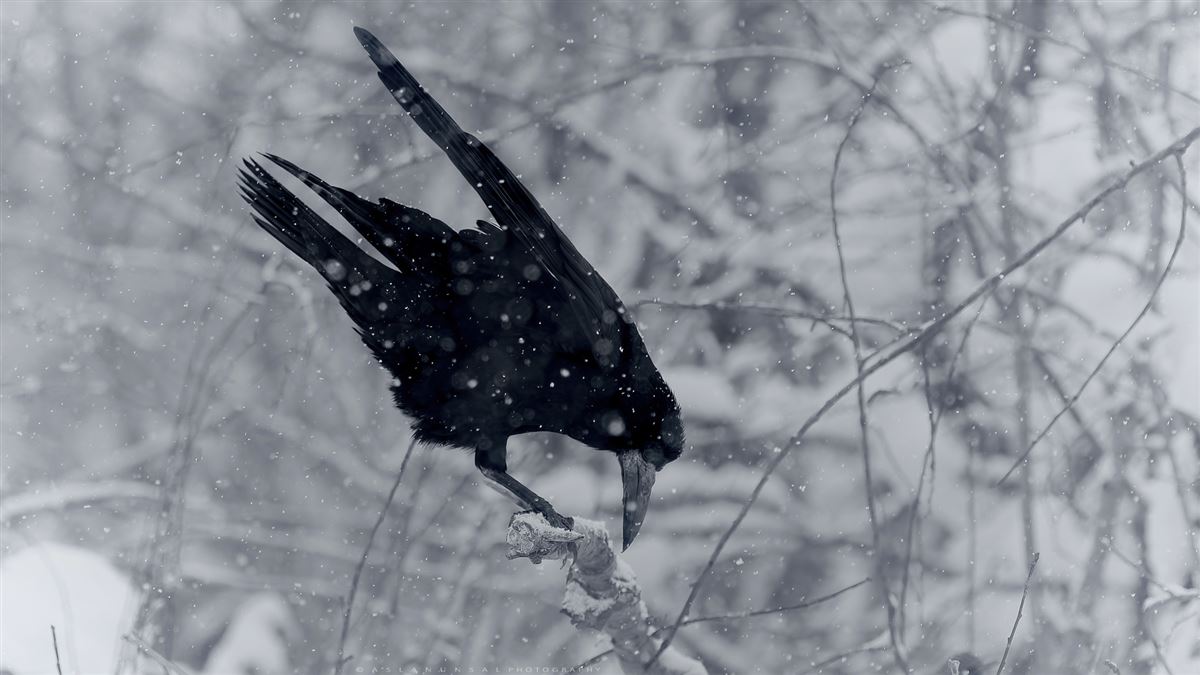 Rook