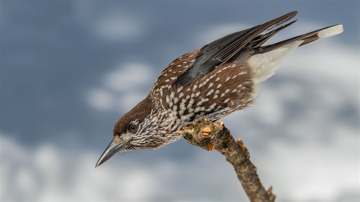Northern Nutcracker