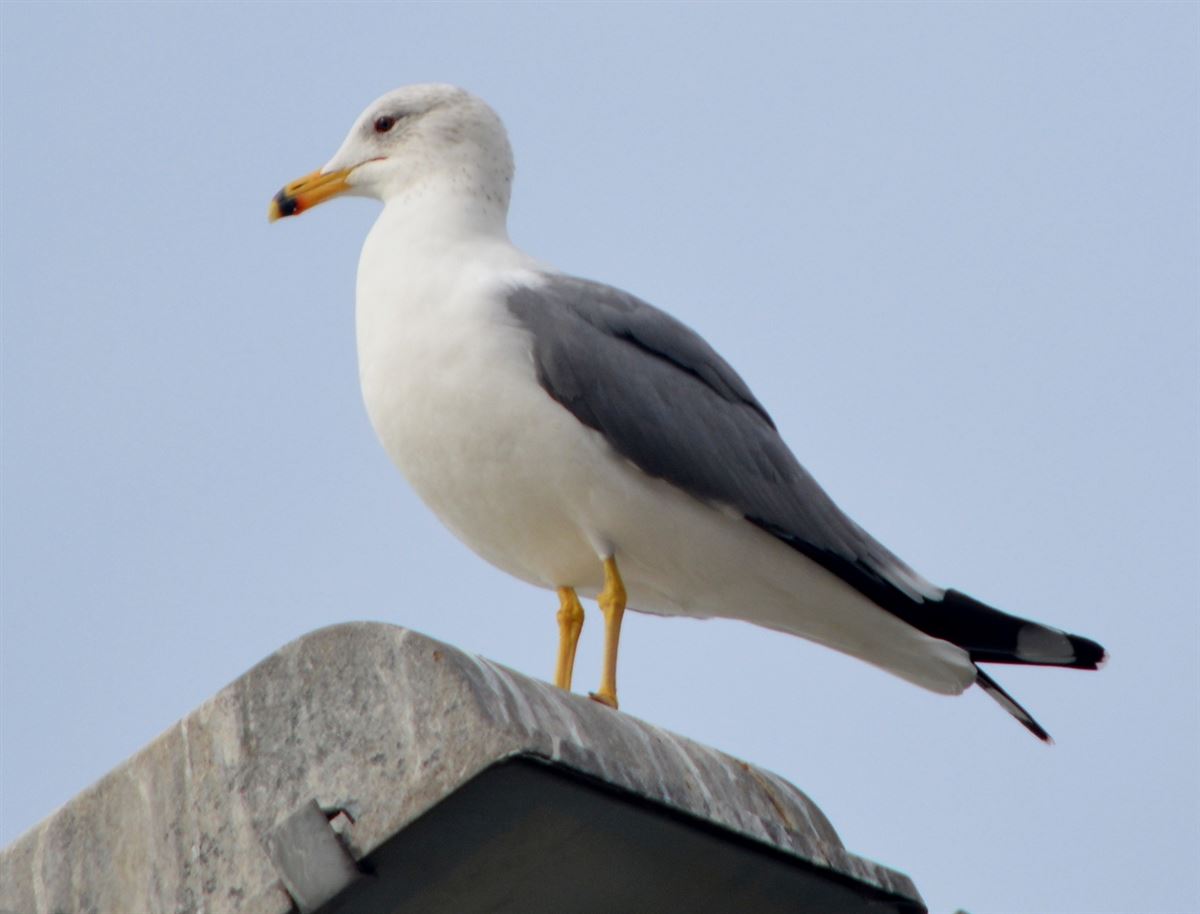 Armenian Gull