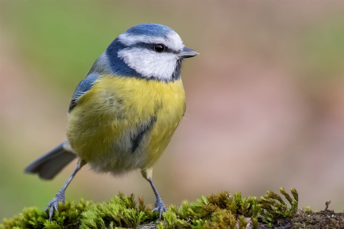 Eurasian Blue Tit