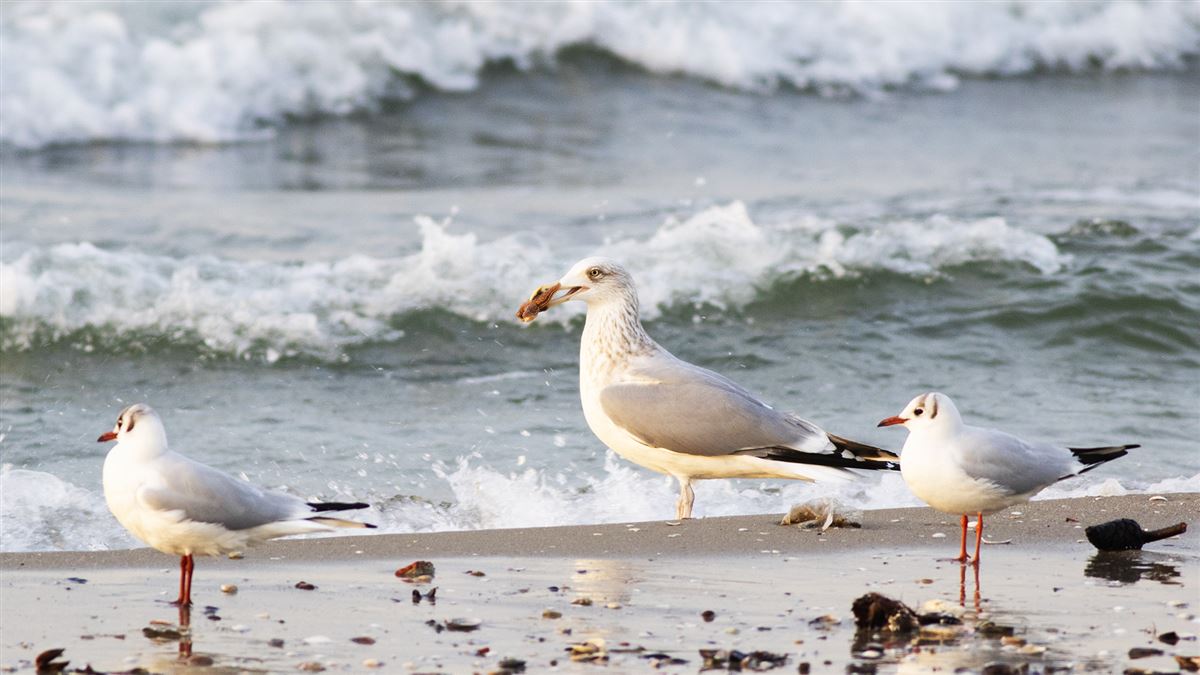 European Herring Gull