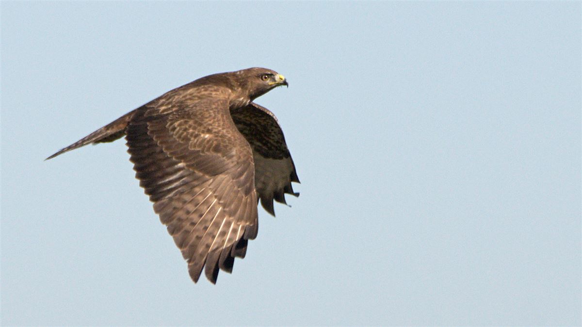 Common Buzzard