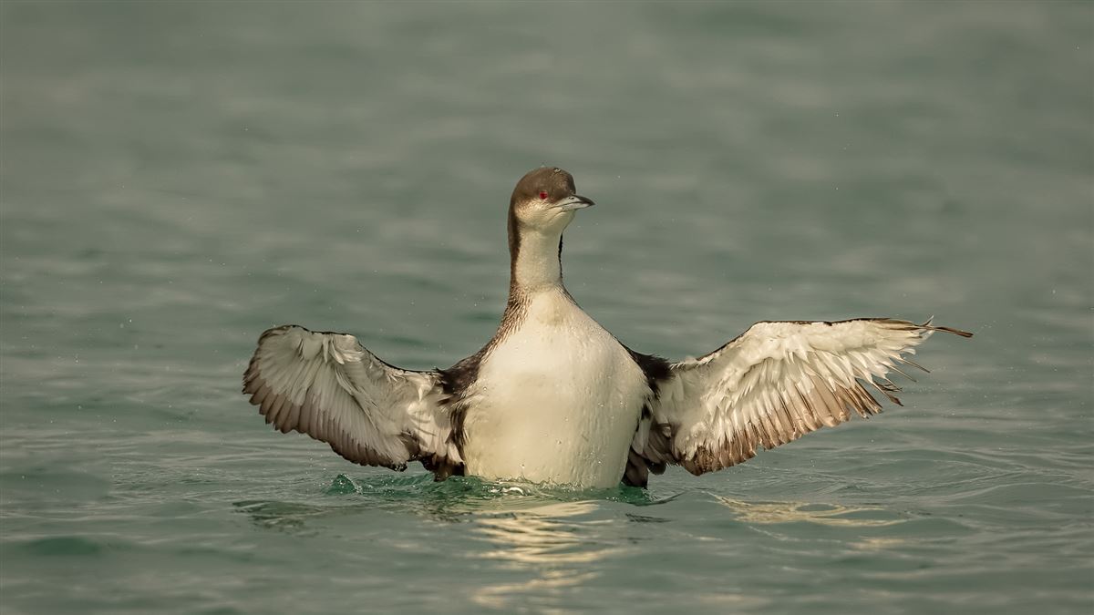 Black-throated Loon