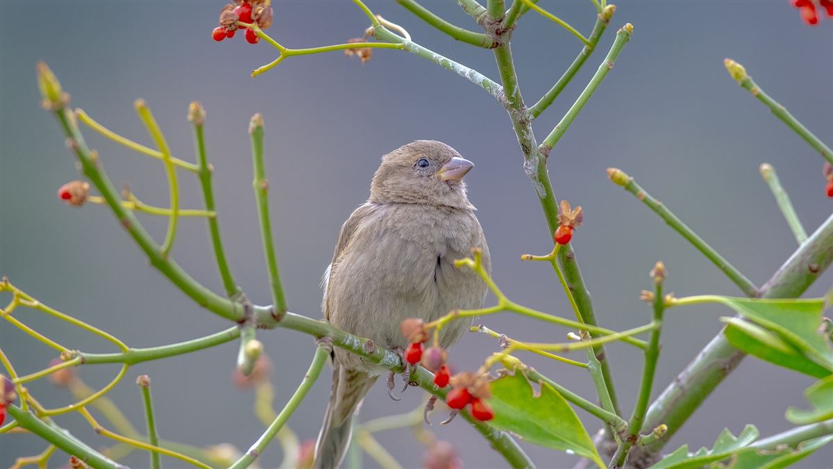House Sparrow