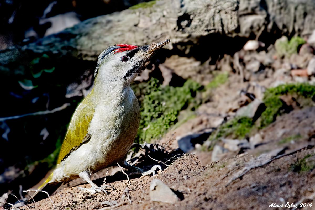 Grey-headed Woodpecker