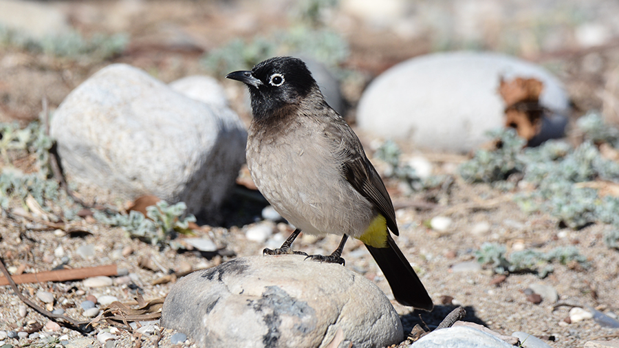 White-spectacled Bulbul